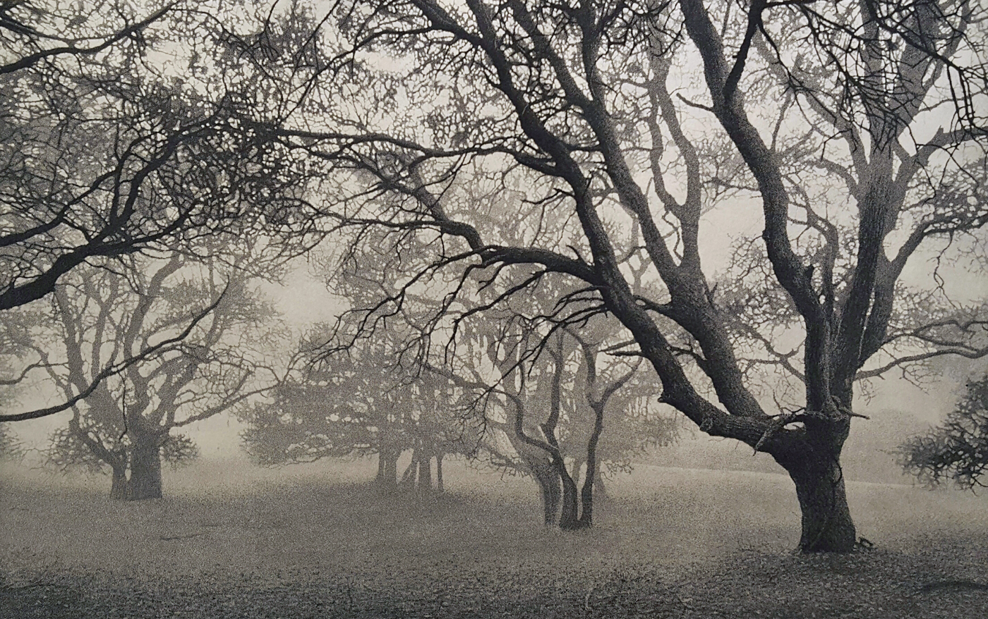 Oaks in Fog
