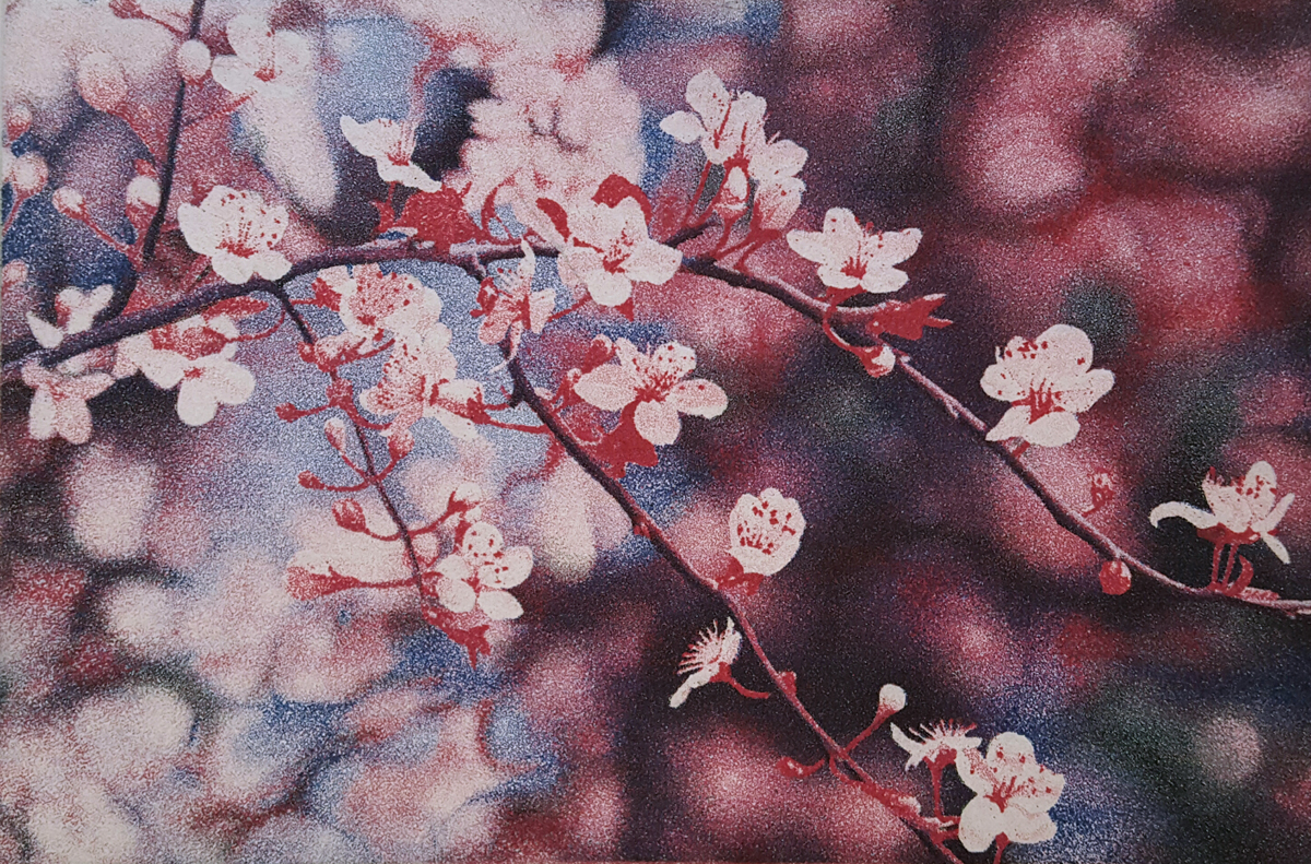 Spring Blossoms by Stephen McMillan