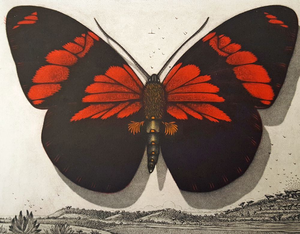 Fine Art Animals Insects Papillon Noir Et Rouge Mission Gallery Fine Art Cambria California