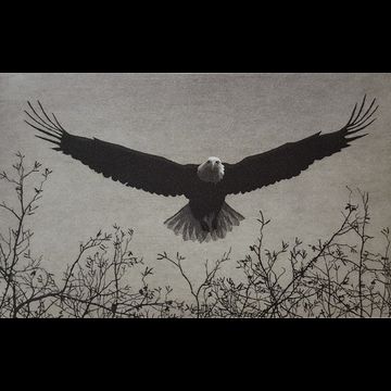 Eagle by Stephen McMillan