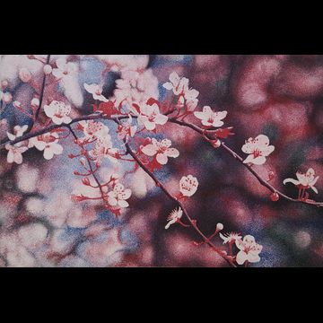 Spring Blossoms by Stephen McMillan