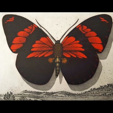 Papillon Noir et Rouge