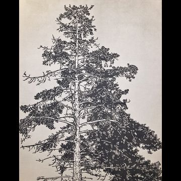 Arboreal (Redwood)