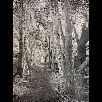 Cypress Trail, black edition