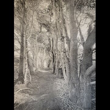 Cypress Trail, black edition