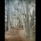 Cypress Trail, a la poupee edition
